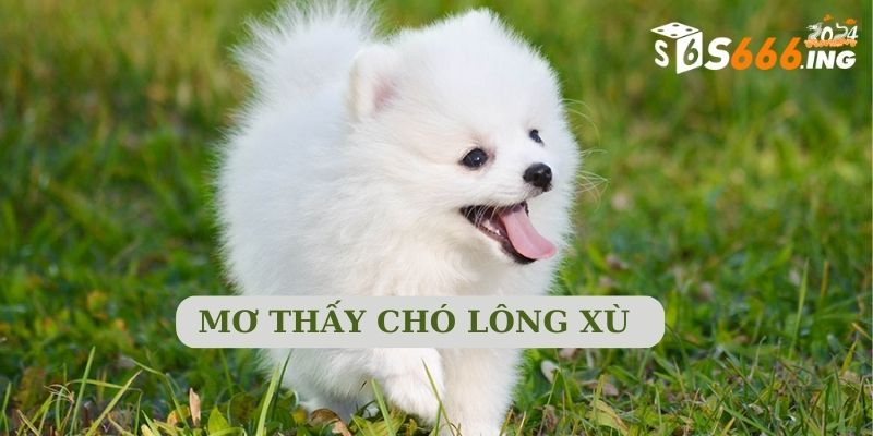 Chó lông xù trong mơ là điềm báo sắp xuất hiện đối thủ trong kinh doanh