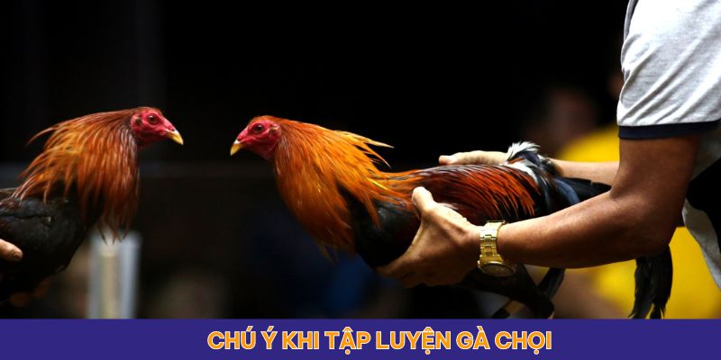 Chú ý quan trọng khi tập luyện cho gà chọi