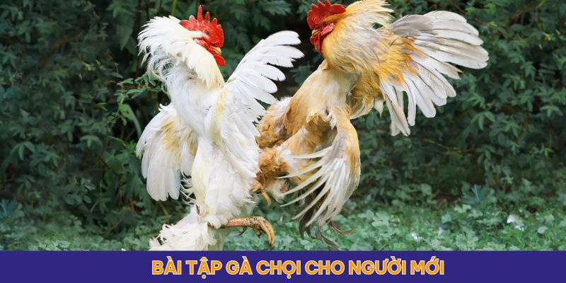 Các bài tập luyện cho gà chọi dễ thực hiện với người mới