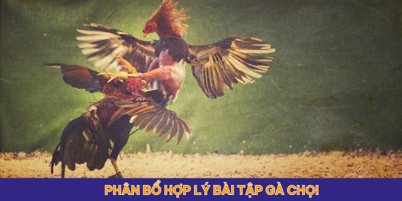 Những phương pháp tập luyện được các sư kê chia sẻ